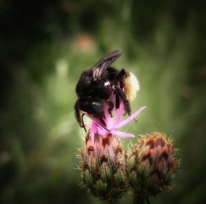 Close-up of honey bee on purple flower