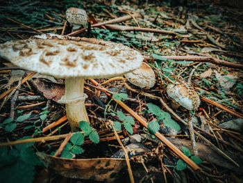 Close-up of mushroom growing on field