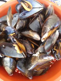 Close-up of crab in plate