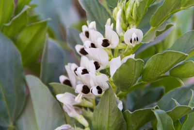 Close-up of white flowering plant