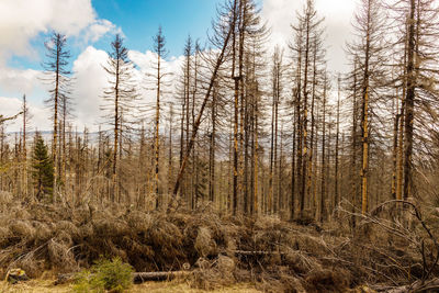 Trees in forest against sky during winter