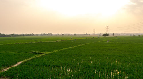 Scenic view of agricultural field against sky during sunset