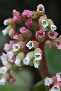 Close-up of pink rose flowers