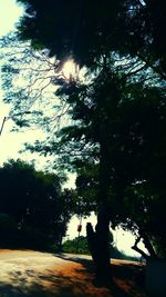 Low angle view of tree against sky