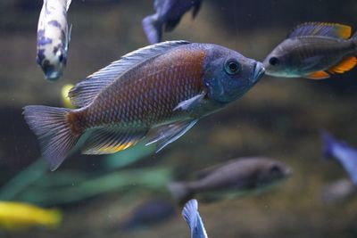 Close-up of fish swimming in sea