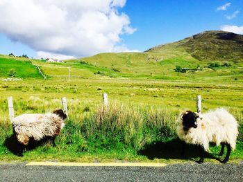 Sheep in a field