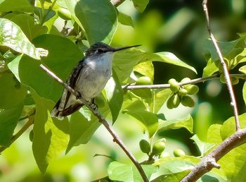 Close-up of bird perching on tree