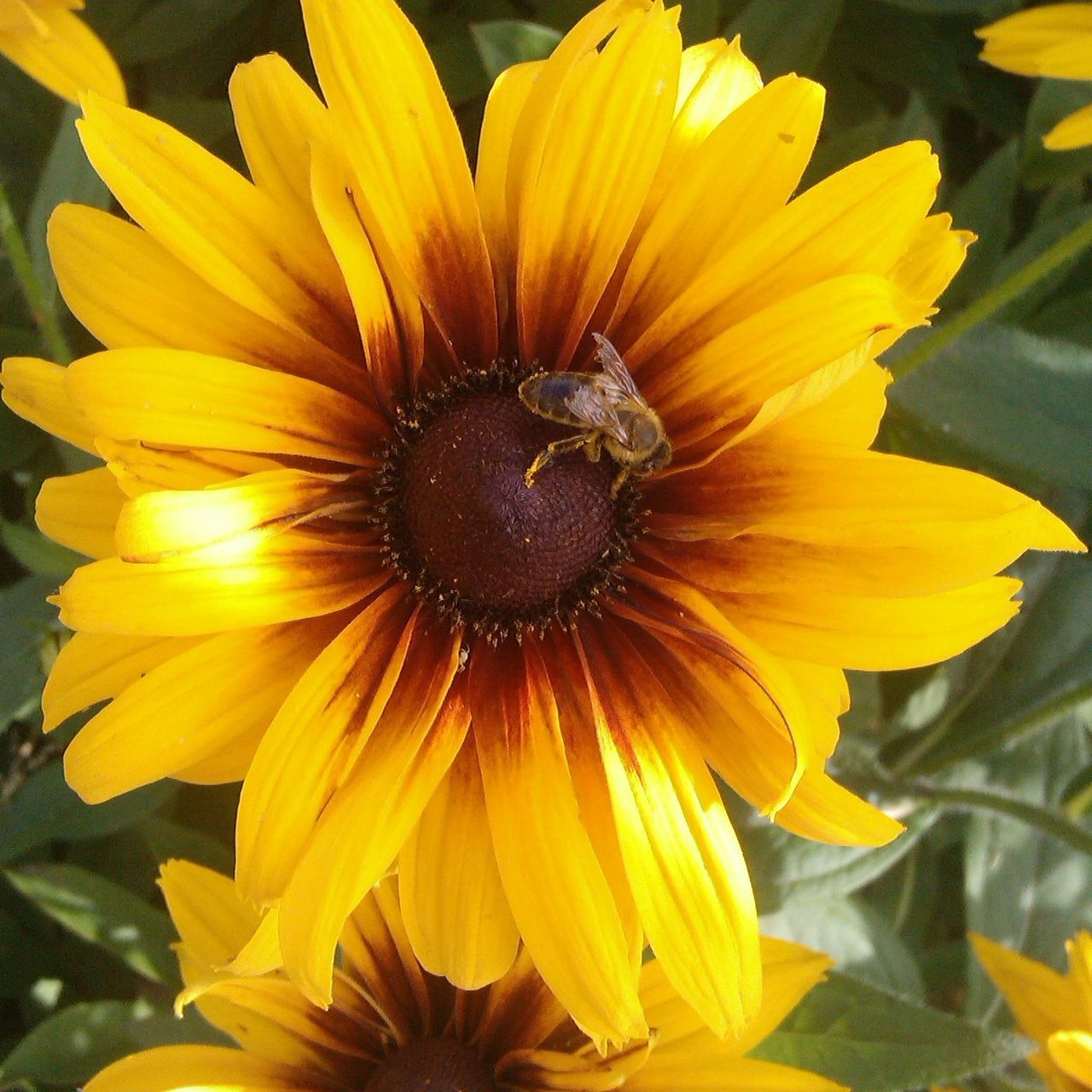 flower, petal, freshness, flower head, yellow, fragility, pollen, beauty in nature, growth, blooming, close-up, nature, plant, in bloom, single flower, stamen, no people, blossom, outdoors, sunflower