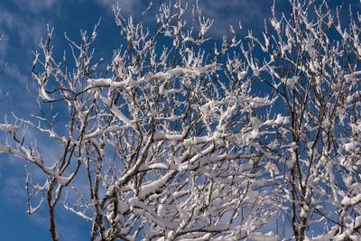 Snow covered plants against sky