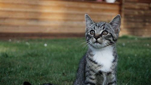 Close-up of kitten sitting on grassy field
