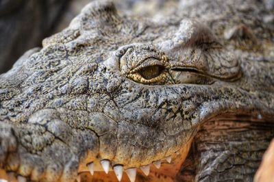 Close-up of crocodile