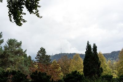 Panoramic view of trees and plants against sky