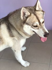 Close-up of a dog looking away