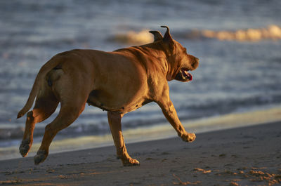 Side view of dog running on beach