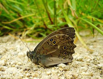 Close-up of butterfly