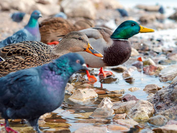 Close-up of duck swimming in lake