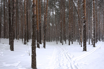 Trees on snow covered field during winter