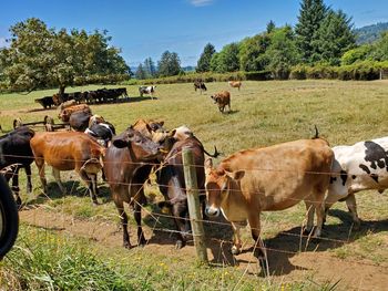 Cows on field