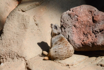 View of meerkat sunning himself on a rock