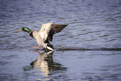 Bird flying over lake