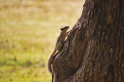 Close-up of a tree trunk