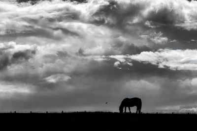 Silhouette horse grazing on field against sky