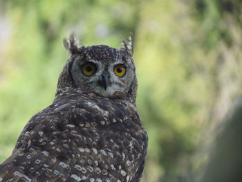 Close-up portrait of owl