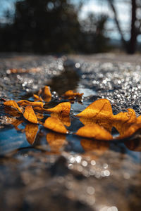 Close-up of autumn leaves in water