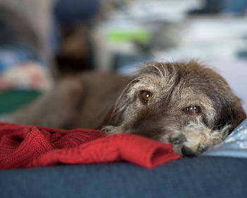 Close-up portrait of dog resting