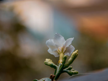 Close-up of white flowering plant