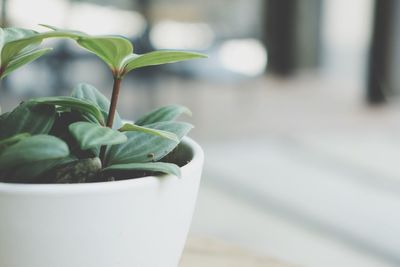 Close-up of potted plant