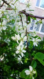 Close-up of white flowers