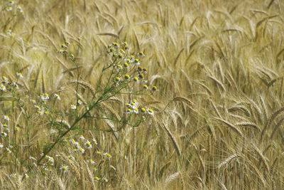 Close-up of stalks in field