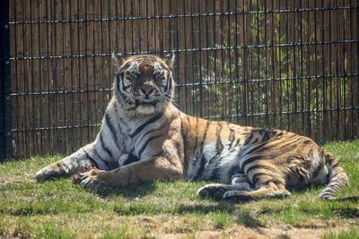 Tiger lying in a zoo looking at the camera