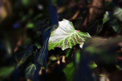 Close-up of fresh green plant