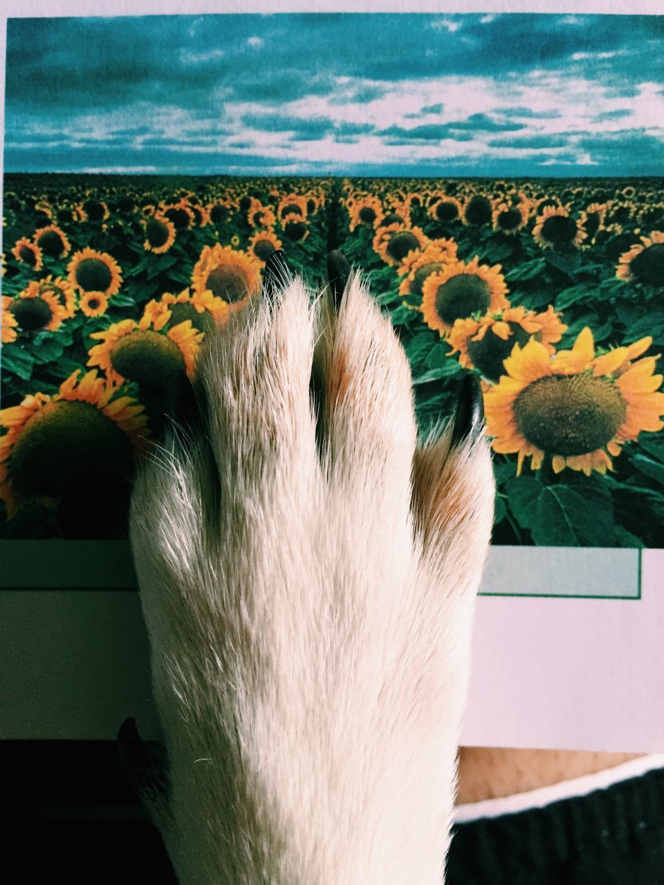 flower, indoors, beauty in nature, plant, fragility, white color, nature, freshness, growth, sunlight, day, flower head, petal, close-up, auto post production filter, potted plant, sky, yellow, domestic animals, no people