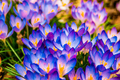 Close-up of purple crocus flowers