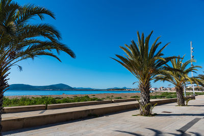 Palm trees by swimming pool against sky