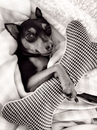 Portrait of dog relaxing on bed at home