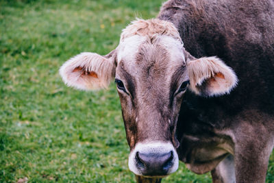 Portrait of cow on field