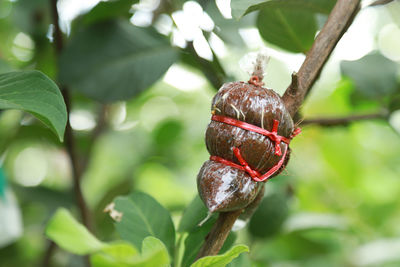 Close-up of fruit on tree