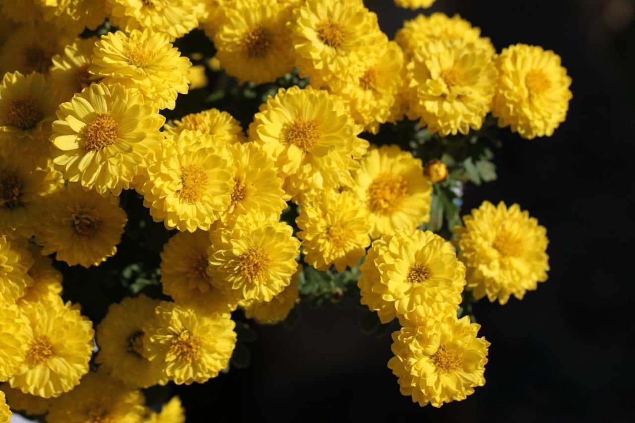 CLOSE-UP OF YELLOW FLOWERING PLANTS DURING AUTUMN