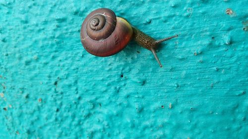 Close-up of snail