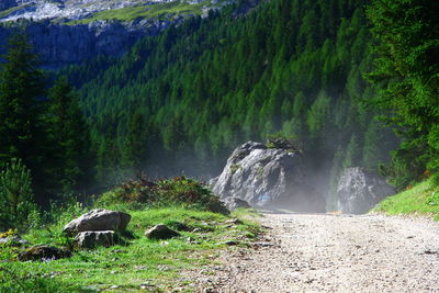 Scenic view of waterfall in forest