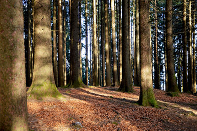 Trees in forest