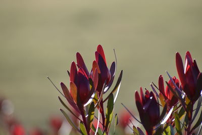 Close-up of flowering plant