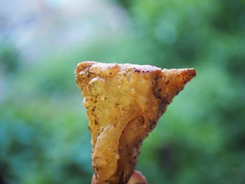 Close-up of mushroom growing on rusty metal