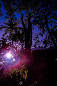 Low angle view of flowering trees against sky at night