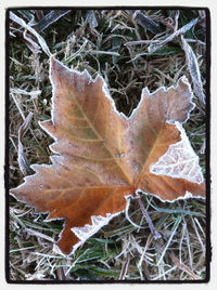 Close-up of dry maple leaves on snow covered land