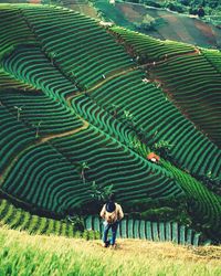 High angle view of tea plantation